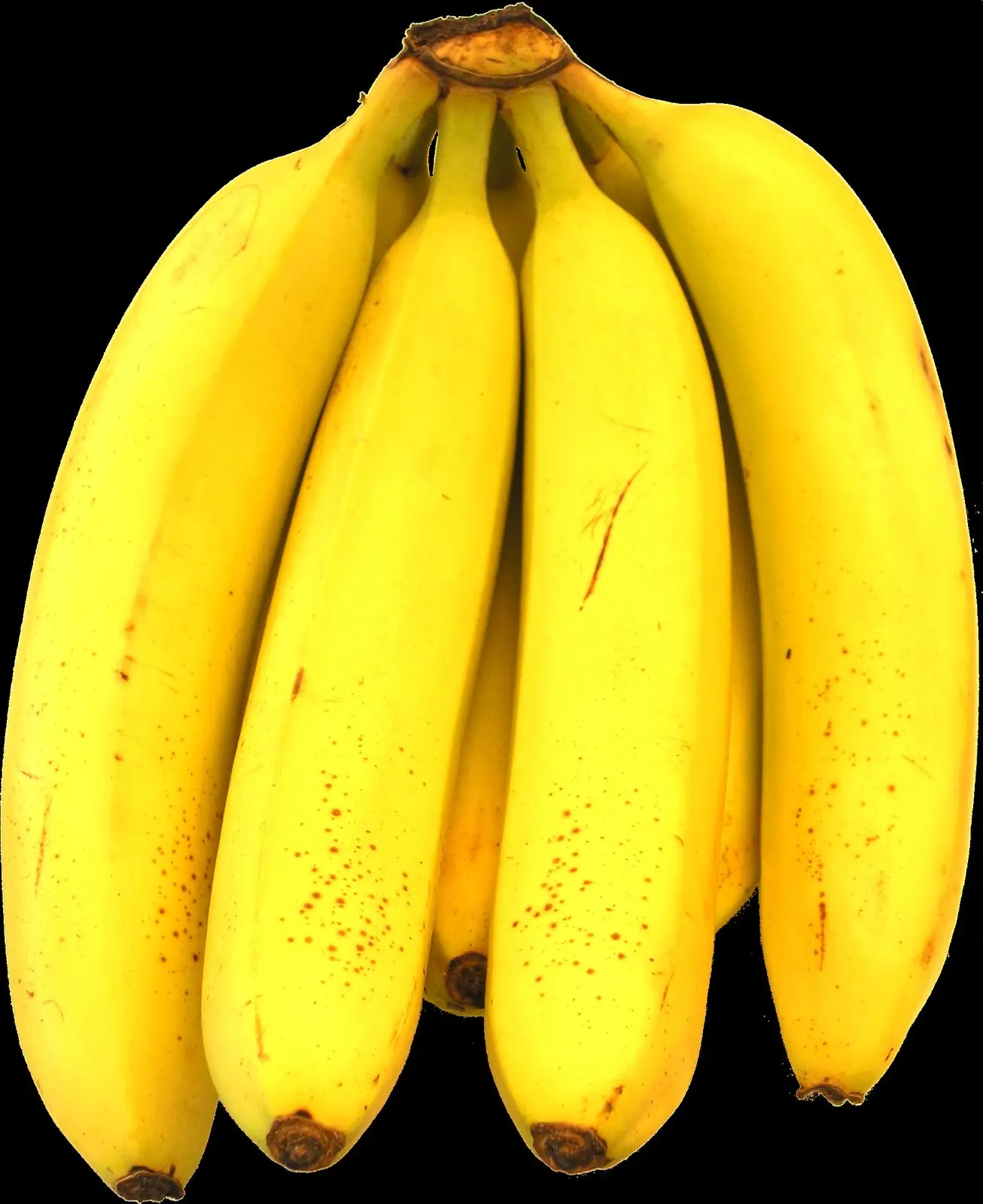 A hand of ripe yellow Cavendish bananas