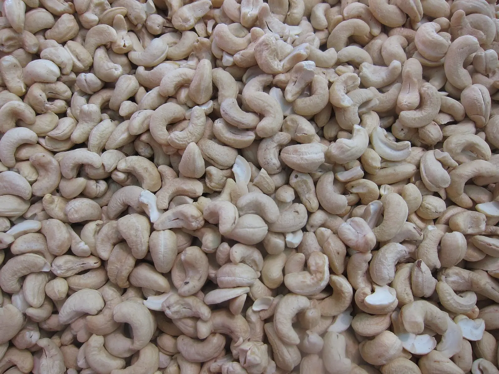 White whole cashew kernels graded and spread out