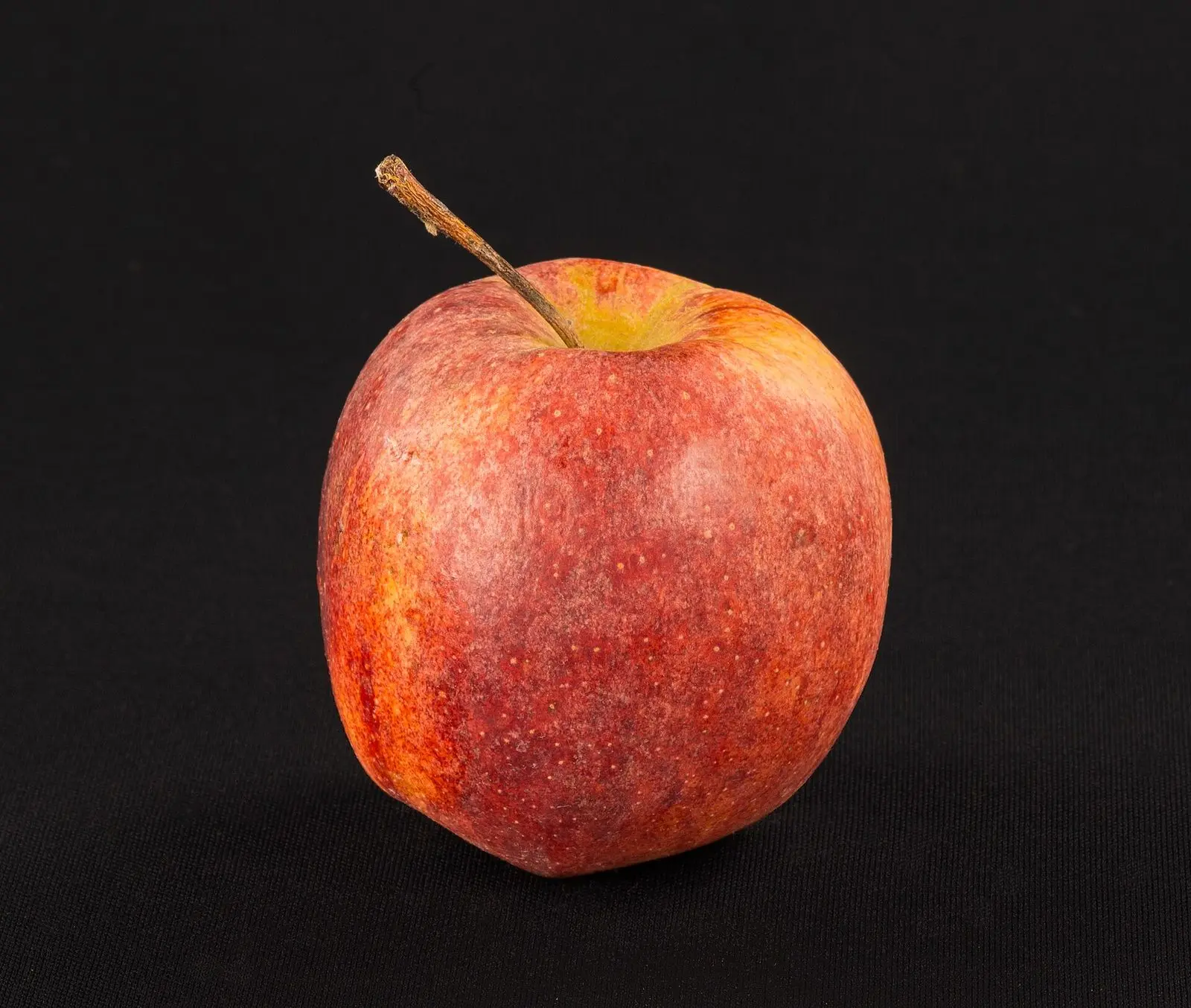 A single Flash Gala apple showing the deep red blush over a gold ground