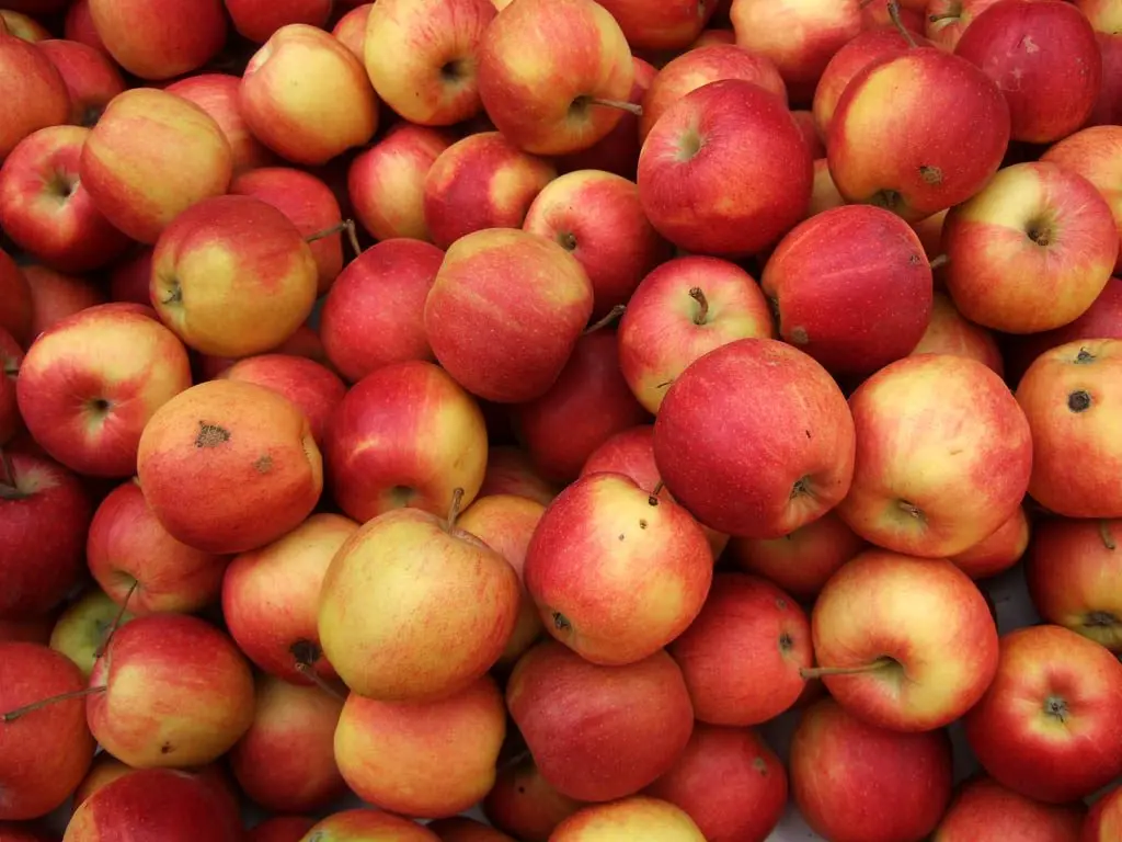 Graded Royal Gala apples with the red-over-gold blush of the variety