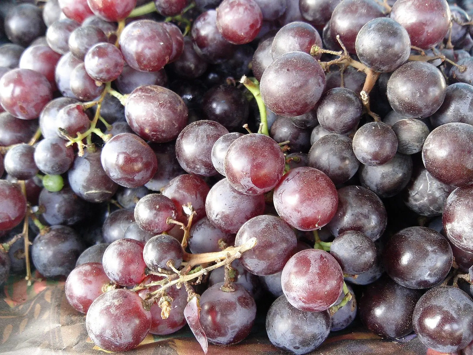 A bunch of large round red grapes with a deep crimson blush