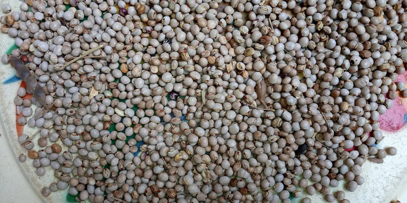 Whole dried pigeon pea seeds, tan and speckled, in bulk