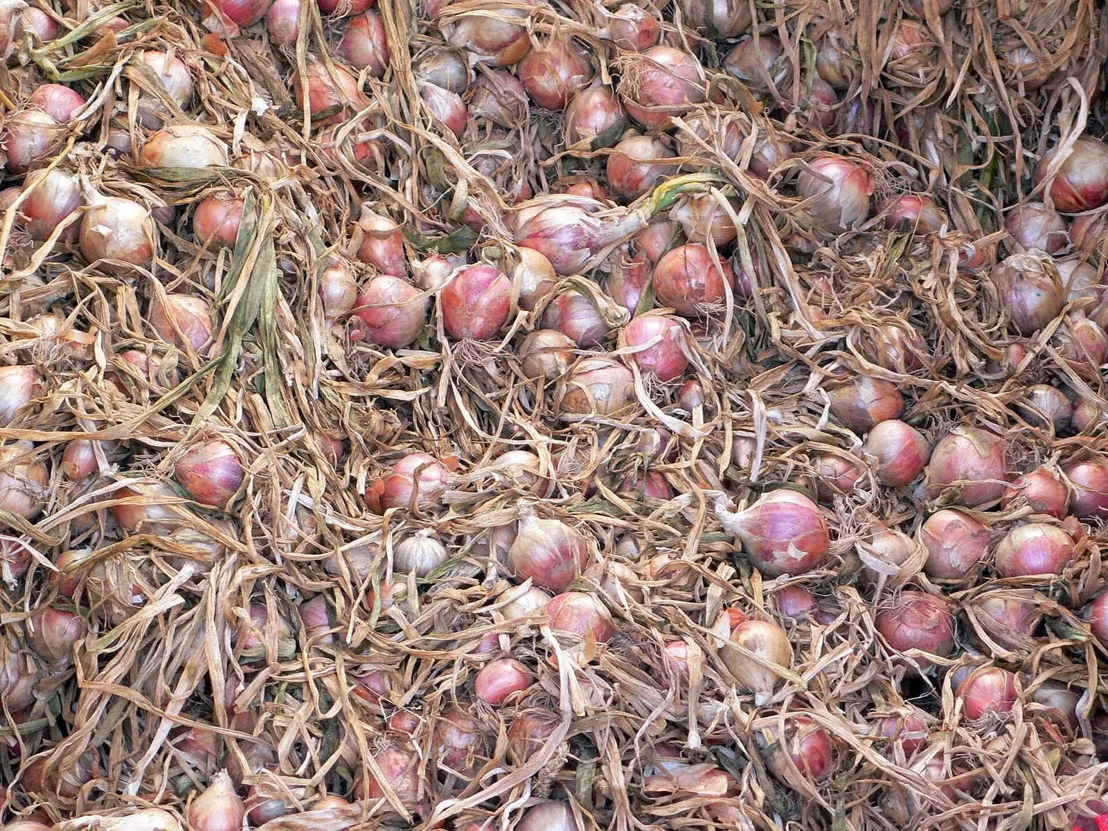 Red onions lifted and drying in the field at harvest